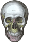 Gray's skull.png
