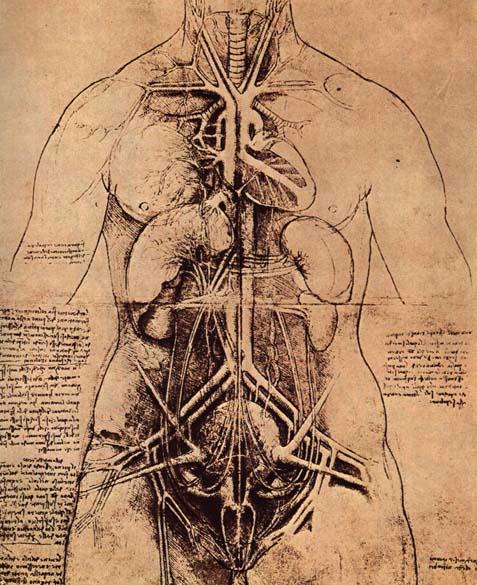 File:The Principle Organs and Vascular and Urino-Genital Systems of a Woman.jpg